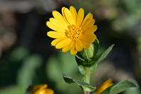 Calendula arvensis